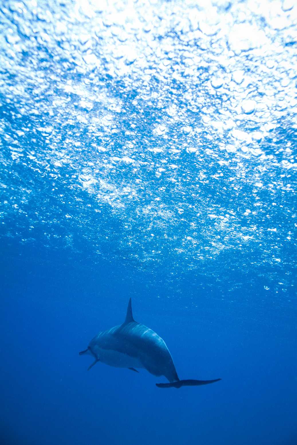Marine Leap